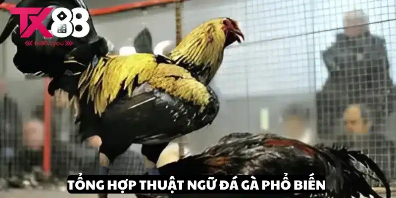 Thuật Ngữ Đá Gà Phổ Biến - Giới Thiệu Những Cụm Từ Quan Trọng 2 Nắm chắc một số thuật ngữ đá gà phổ biến về hình thức thi đấu