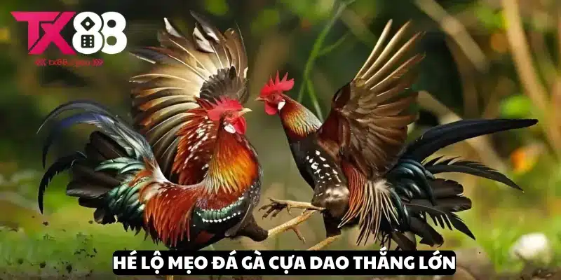 Mẹo Đá Gà Cựa Dao - Chiến Lược Tăng Cơ Hội Chiến Thắng Tại TX88 3 Tiết lộ mẹo đá gà cựa dao đỉnh cao thắng lớn