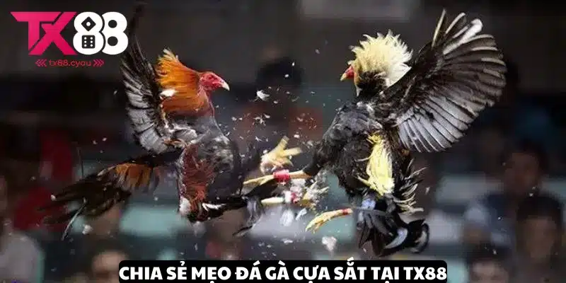 Mẹo Đá Gà Cựa Sắt - Bí Quyết Đỉnh Cao Chinh Phục Chiến Thắng 3 Bỏ túi mẹo đá gà cựa sắt nâng cao chiến thắng tại TX88