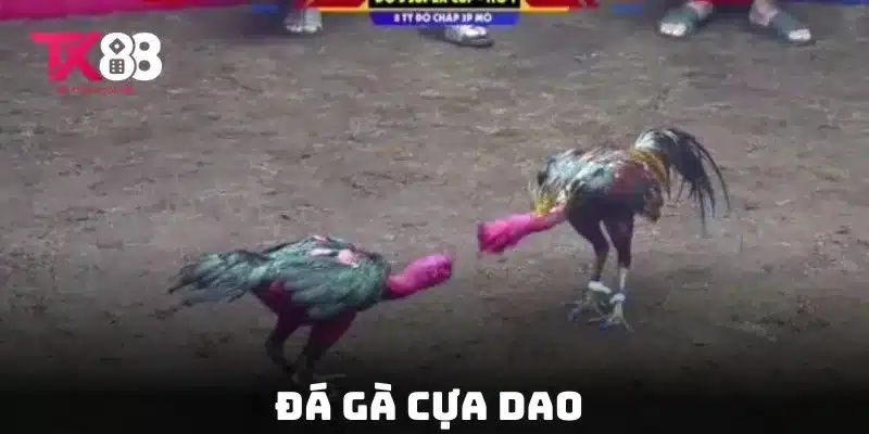 Đá Gà Thomo - Top 1 Trận Đấu Nảy Lửa và Chiến Thuật Chơi 2 Đá gà cựa dao thú vị cho thành viên