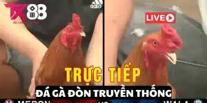 Đá gà đòn truyền thống tại TX88