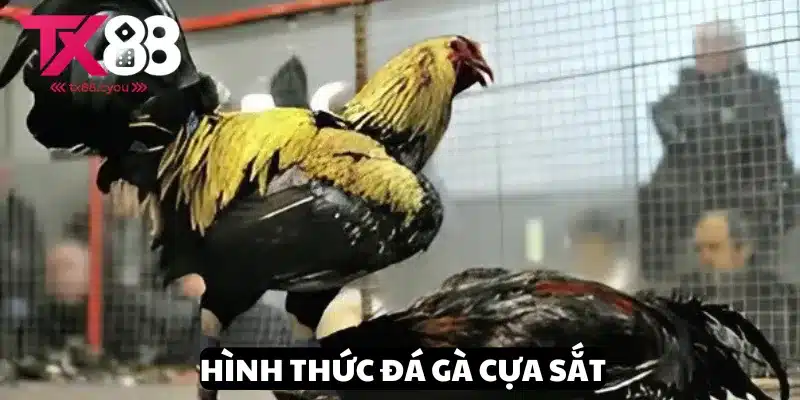 Mẹo Đá Gà Cựa Sắt - Bí Quyết Đỉnh Cao Chinh Phục Chiến Thắng 1 Thông tin chính xác về hình thức đá gà cựa sắt tại TX88