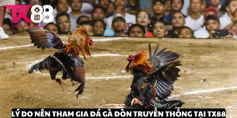 Đá Gà Đòn Truyền Thống - Hình Thức Giải Trí Xanh Chín Tại TX88 3 Tiện ích vượt trội khi theo dõi đá gà đòn truyền thống tại TX88