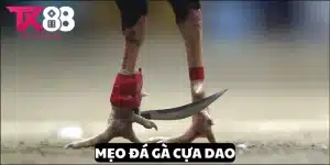 mẹo đá gà cựa dao
