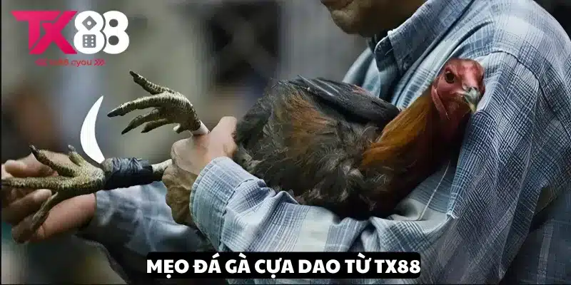 Mẹo Đá Gà Cựa Dao - Chiến Lược Tăng Cơ Hội Chiến Thắng Tại TX88 2 Nắm rõ mẹo đá gà cựa dao đúng cách từ chuyên gia TX88