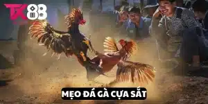 Đá gà cựa sắt