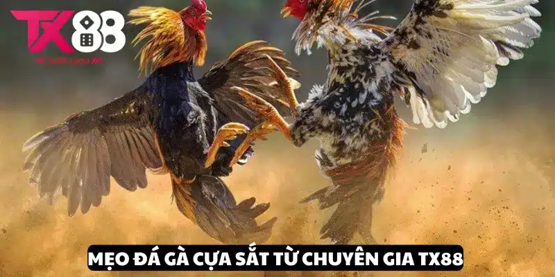 Mẹo Đá Gà Cựa Sắt - Bí Quyết Đỉnh Cao Chinh Phục Chiến Thắng 2 Chia sẻ mẹo đá gà cựa sắt đỉnh cao từ chuyên gia TX88