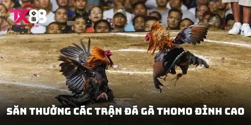 Đá Gà Thomo - Top 1 Trận Đấu Nảy Lửa và Chiến Thuật Chơi 1 Săn thưởng các trận đá gà thomo đỉnh cao