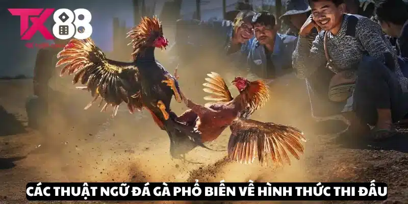 Thuật Ngữ Đá Gà Phổ Biến - Giới Thiệu Những Cụm Từ Quan Trọng 3 Thuật ngữ đá gà phổ biến liên quan đến chiến thuật thi đấu