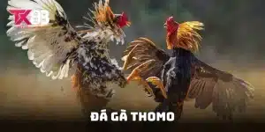 đá gà Thomo