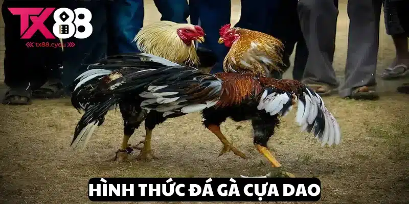 Mẹo Đá Gà Cựa Dao - Chiến Lược Tăng Cơ Hội Chiến Thắng Tại TX88 1 Nắm rõ thông tin quan trọng về hình thức đá gà cựa dao tại TX88