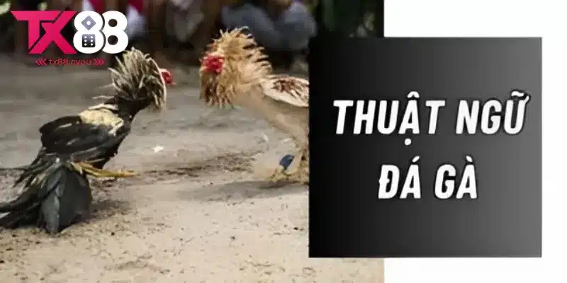 Thuật Ngữ Đá Gà Phổ Biến - Giới Thiệu Những Cụm Từ Quan Trọng 1 Tổng hợp thuật ngữ đá gà phổ biến liên quan đến từng giống loài